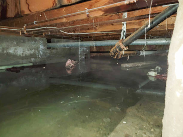 Best Water damage restoration near me  in Trenton, IL