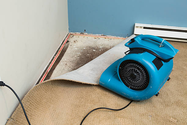 Best Local water damage restoration  in Trenton, IL